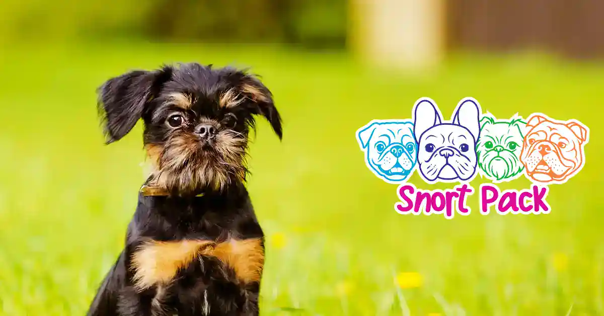 Adorable puppy with Snort Pack logo, perfect for Squishy Pack product images.