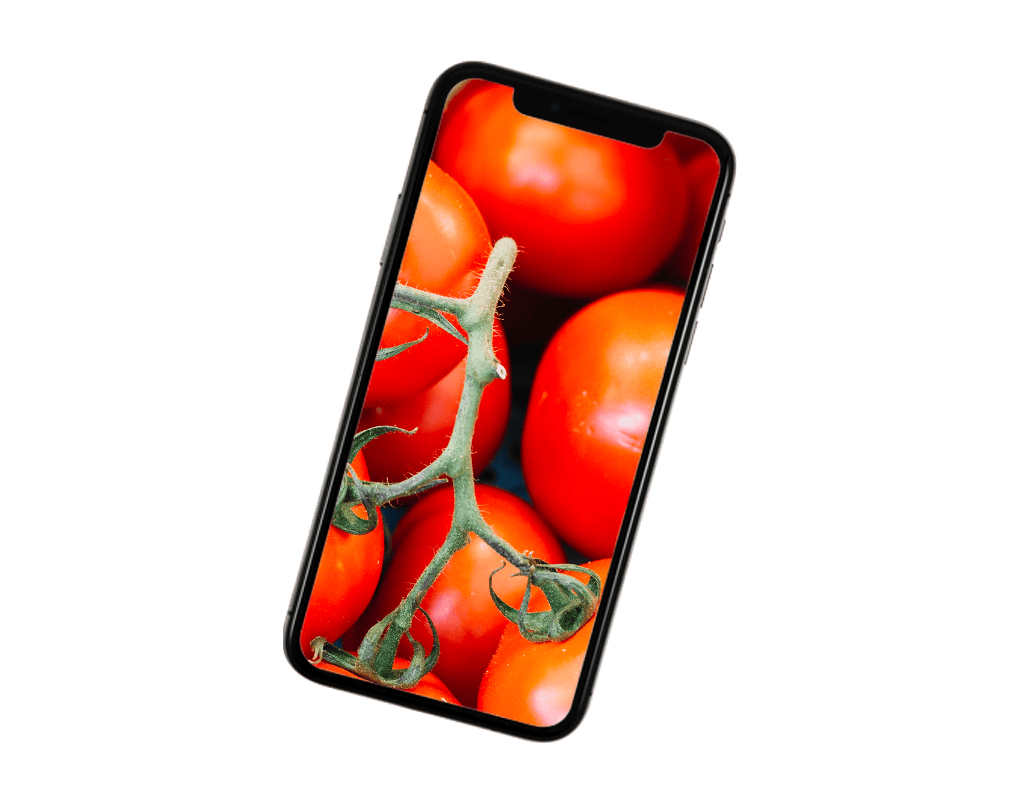 Fresh ripe tomatoes on the vine displayed on a modern smartphone screen for digital marketing.