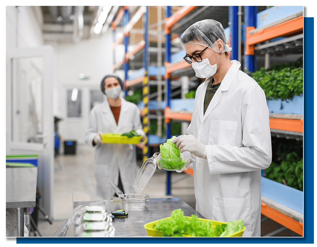 Fresh vegetables being processed in a high-tech facility at Softlogic Australia.