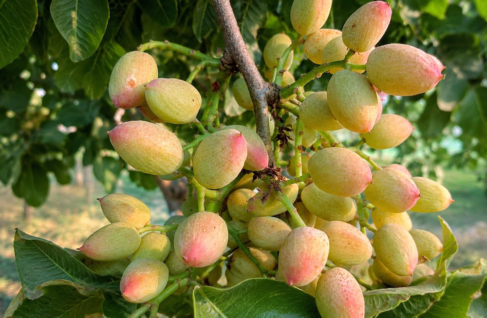 Fruiting pistachio tree in the sun - natural inspiration for pistachio accords in modern perfumery Fruiting pistachio tree in the sun showing natural pistachio clusters connected to the creamy green nutty accord used in modern perfumery