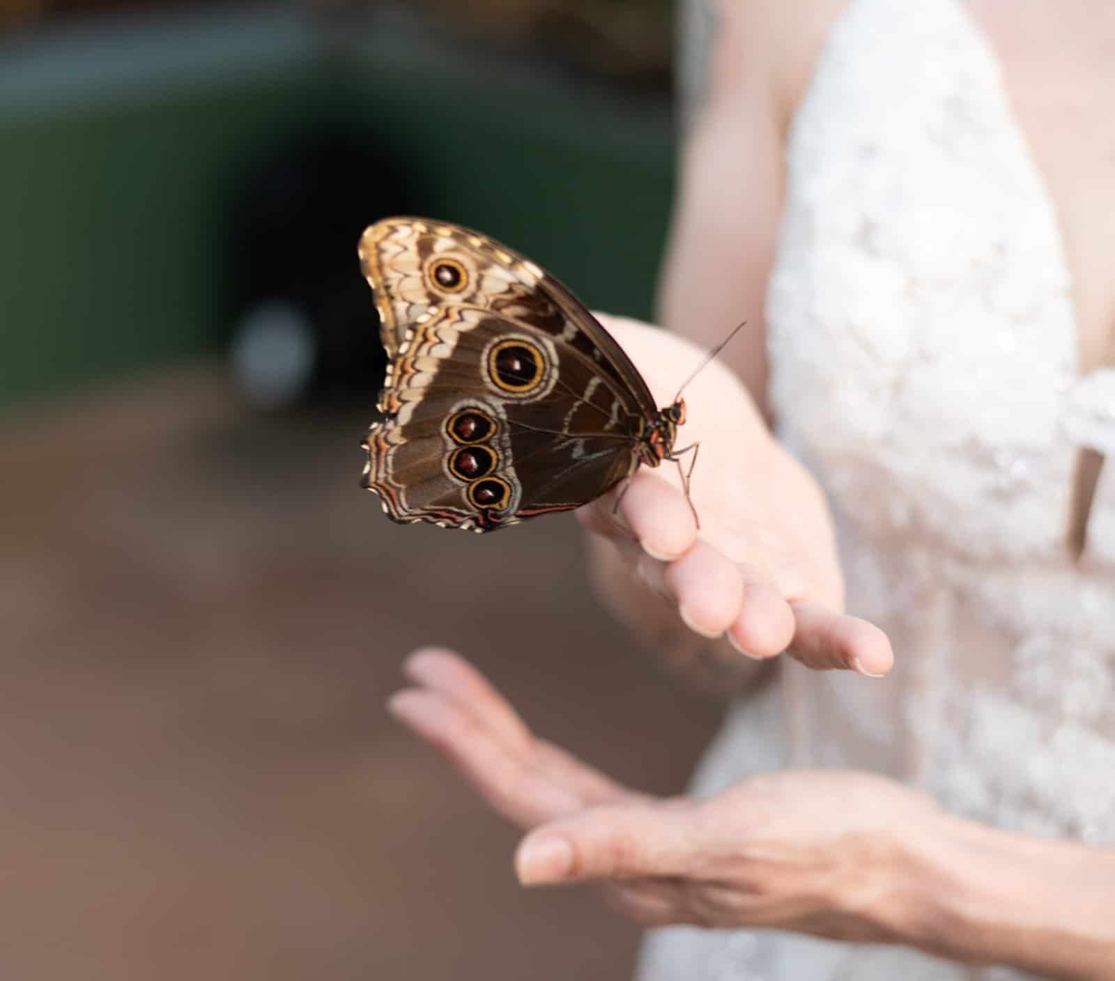 A beautiful butterfly perched gently on a person's hand, capturing a special moment.