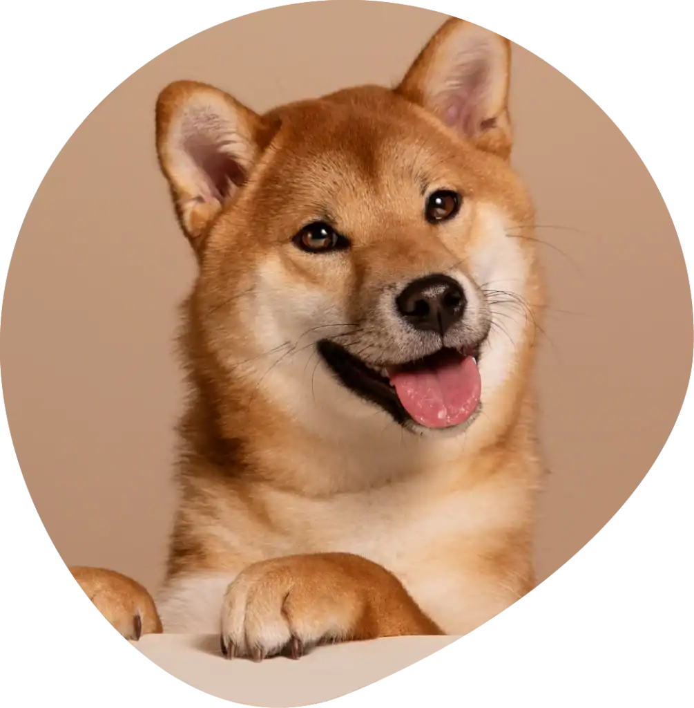 อาหารสัตว์ สำหรับสุนัขทุกวัย