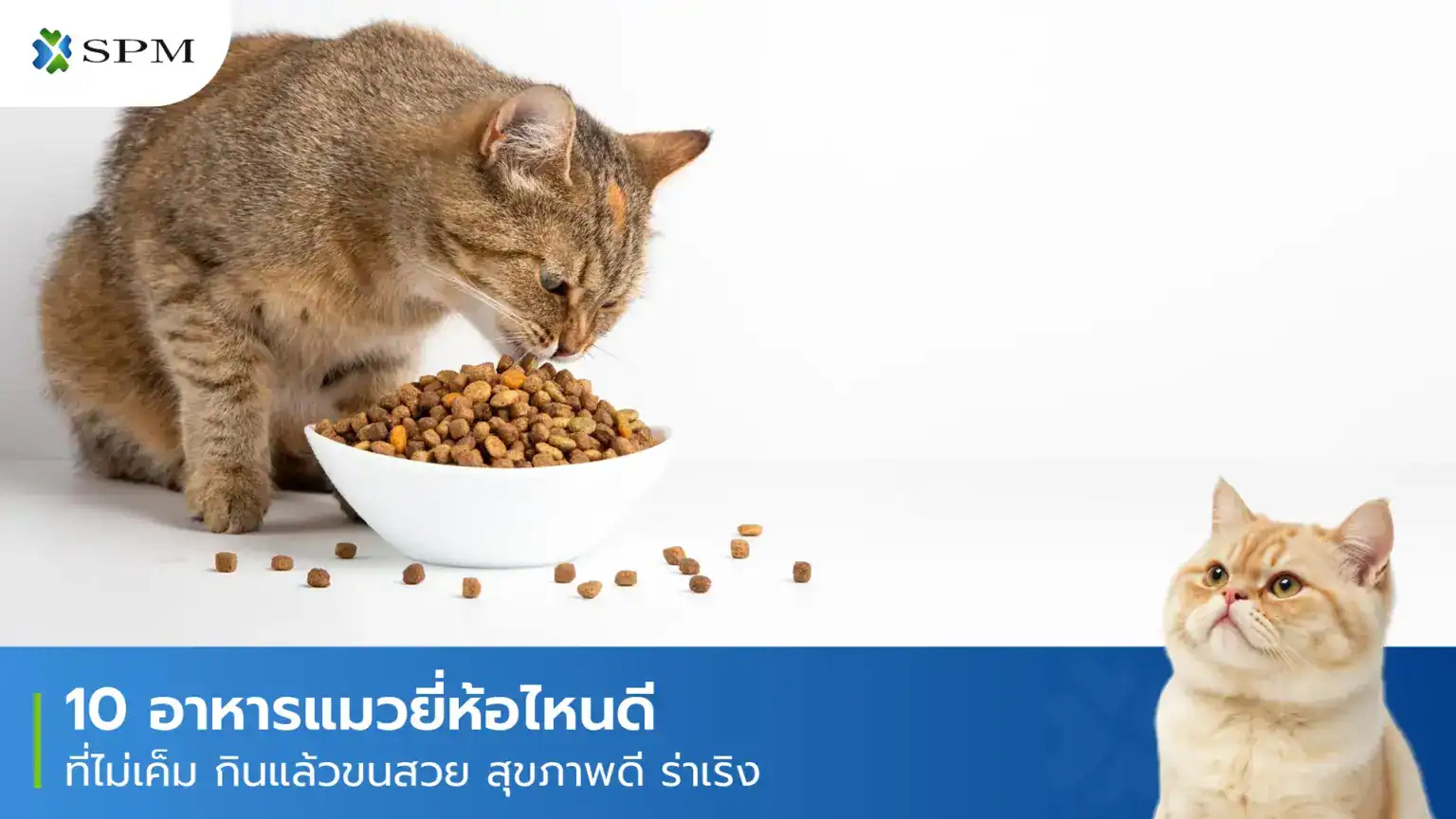 อาหารแมวยี่ห้อไหนดีต่อสุขภาพ