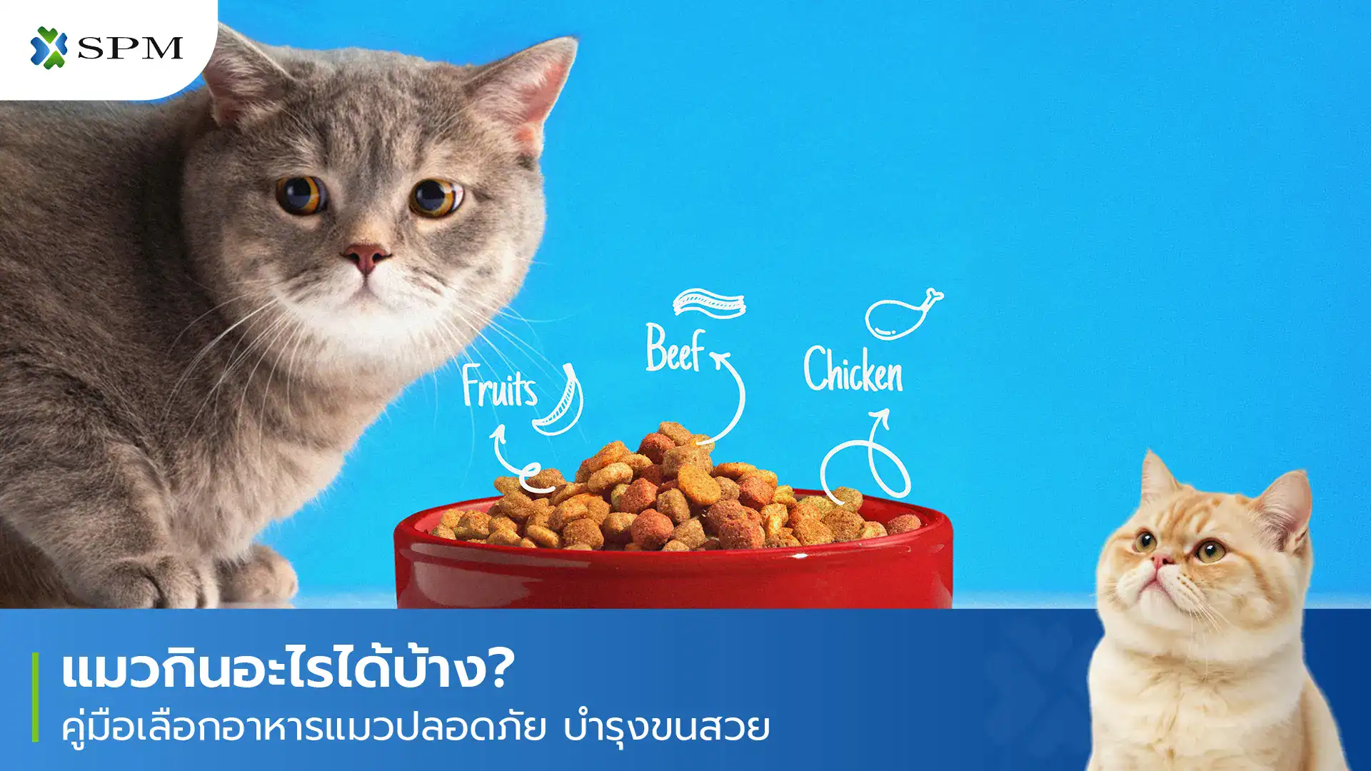 แมวกินอะไรได้บ้าง