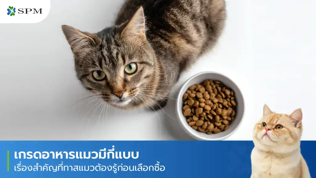 เกรดอาหารแมว