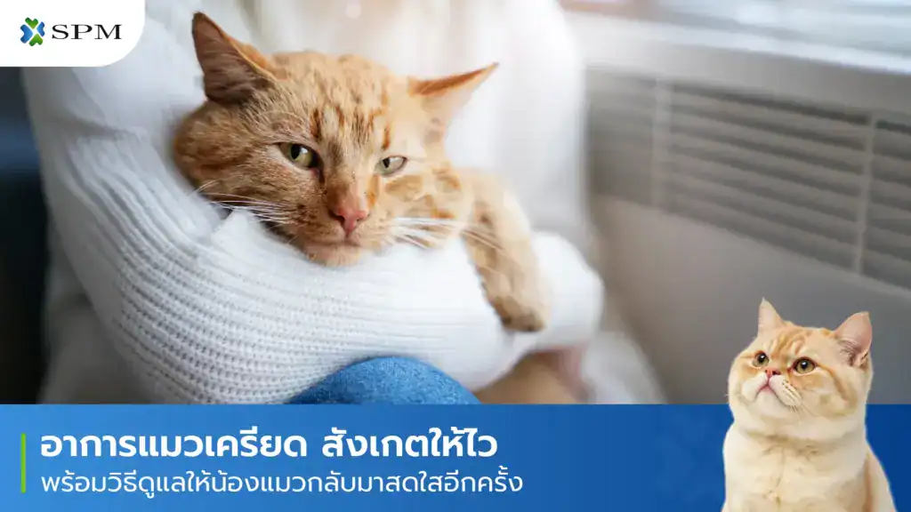อาการแมวเครียด