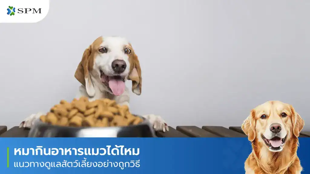 หมากินอาหารแมวได้ไหม