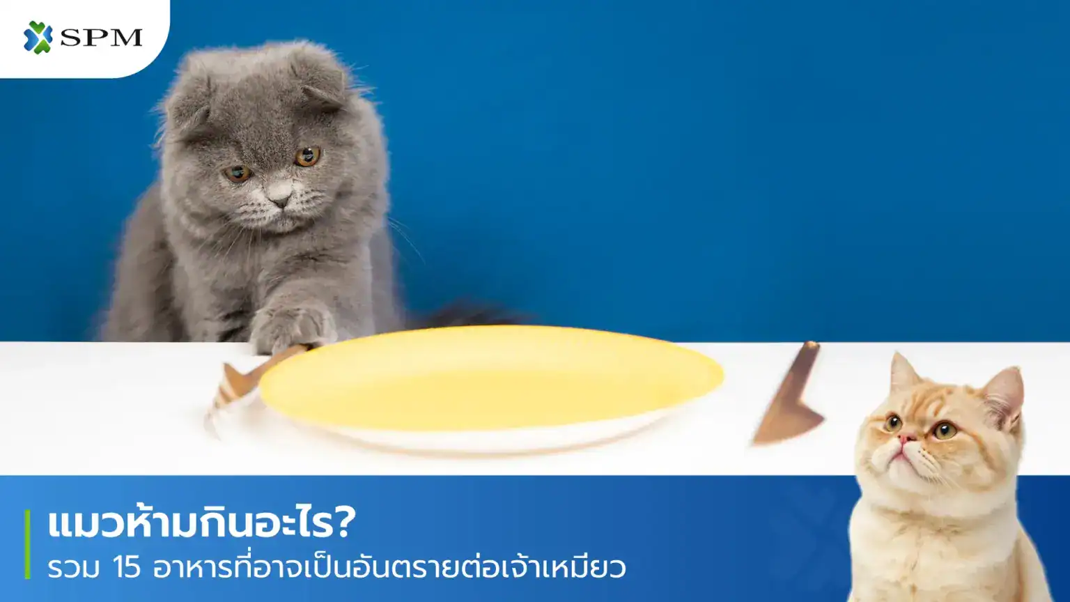 แมวห้ามกินอะไร