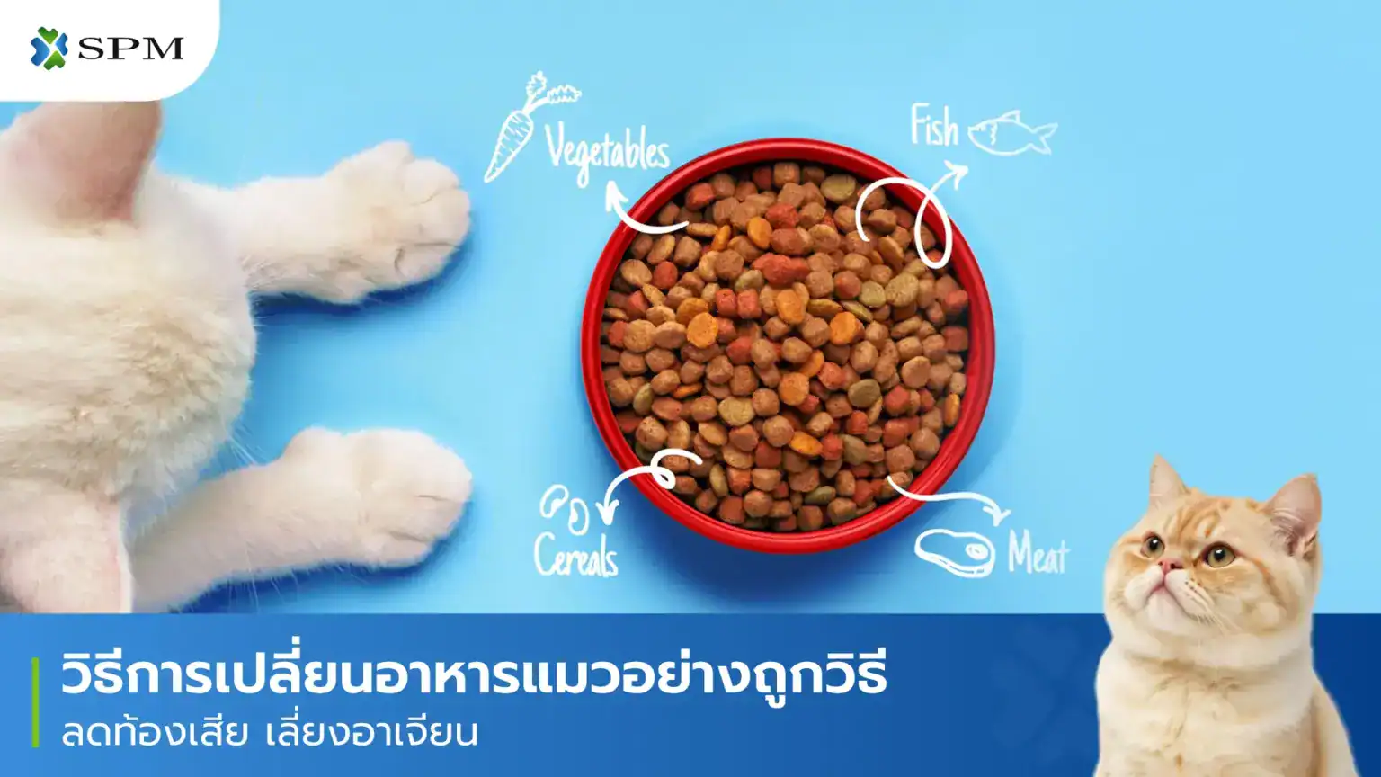 เปลี่ยนอาหารแมว