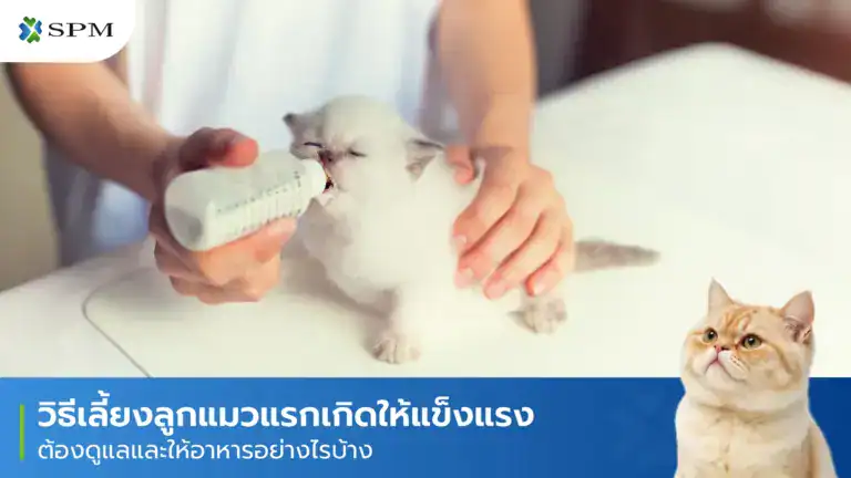 วิธีเลี้ยงลูกแมวแรกเกิด