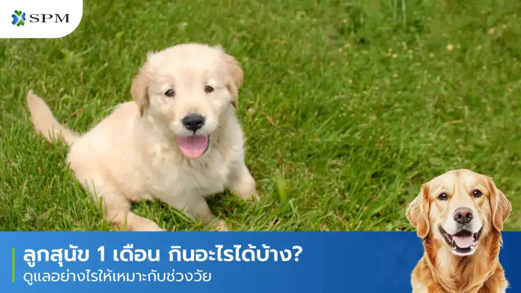 ลูกสุนัข-1-เดือน-กินอะไรได้บ้าง