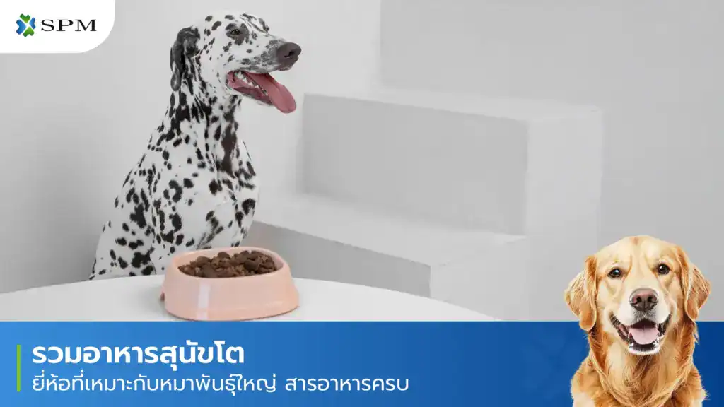 อาหารสุนัขโต