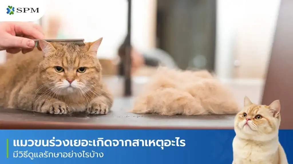แมวขนร่วงเยอะ