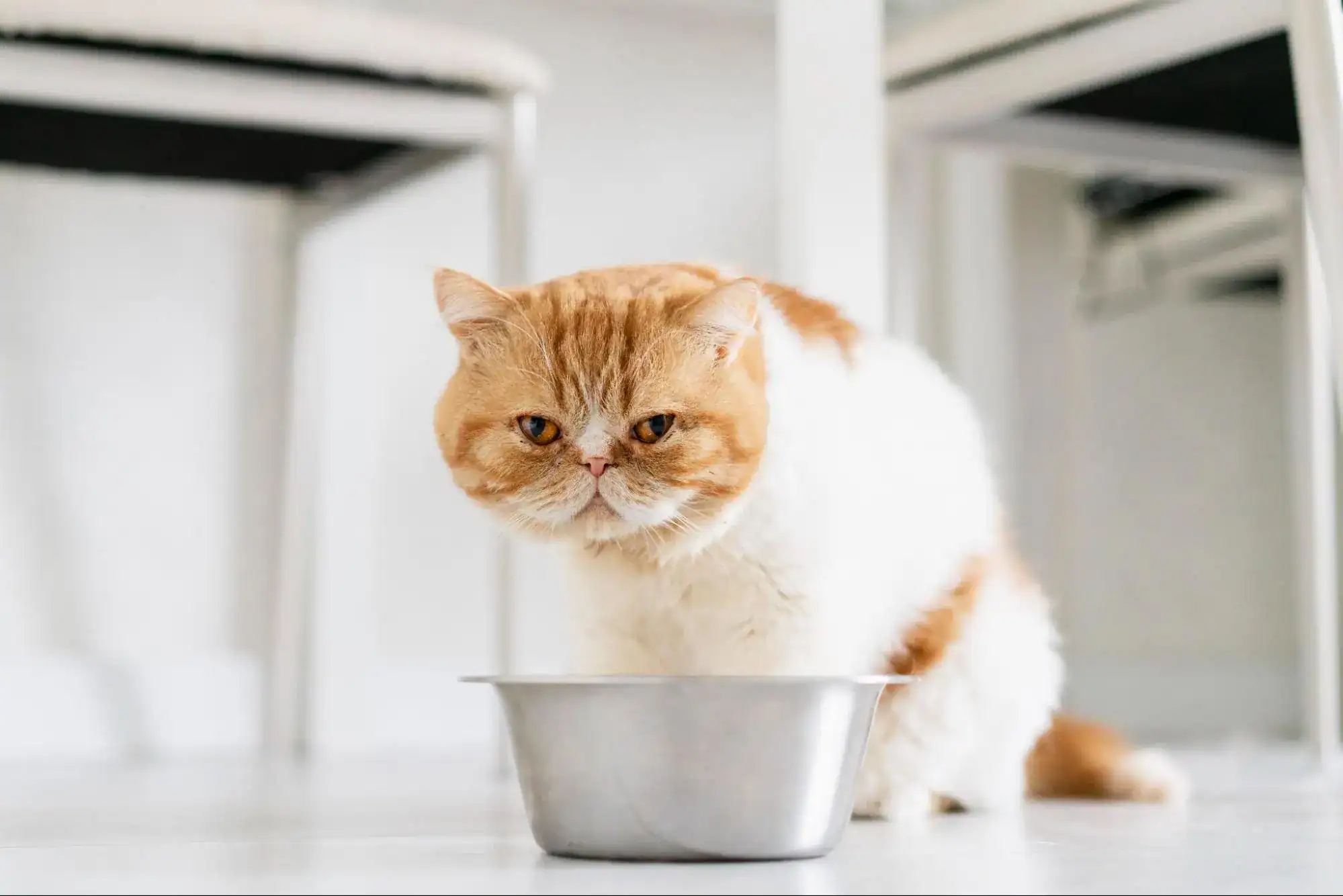 แมวไม่ค่อยกินอาหาร เกิดจากอะไร