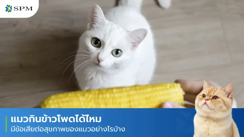 แมวกินข้าวโพดได้ไหม
