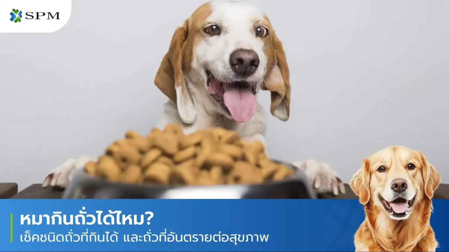 หมากินถั่วได้ไหม