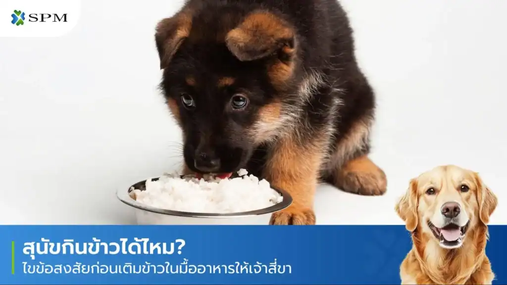 สุนัขกินข้าวได้ไหม