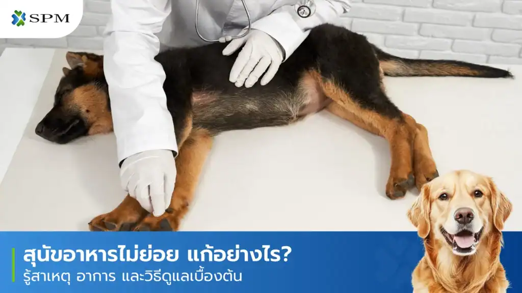 สุนัขอาหารไม่ย่อย แก้ยังไง