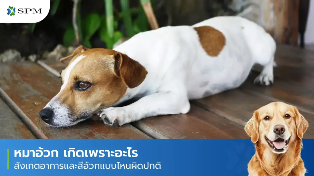 หมาอ้วก