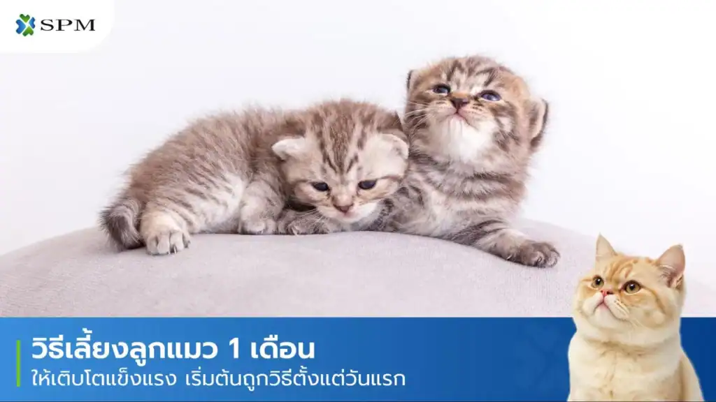 วิธีเลี้ยงลูกแมว 1 เดือน