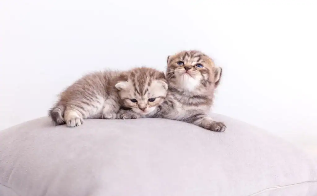 พัฒนาการลูกแมวแต่ละช่วงวัย