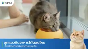 ลูกแมวกินอาหารได้ตอนไหน