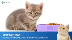 อาหารลูกแมว
