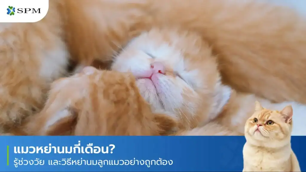 แมวหย่านมกี่เดือน