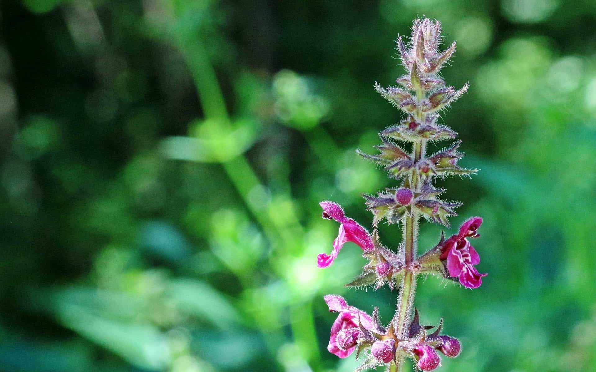 Myšlienky STACHYS Nitra