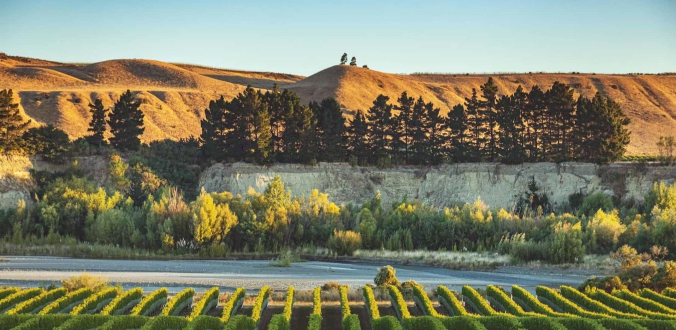 Rows of grapes and vines running to rivers edge, with river side cliffs visible on other side of river