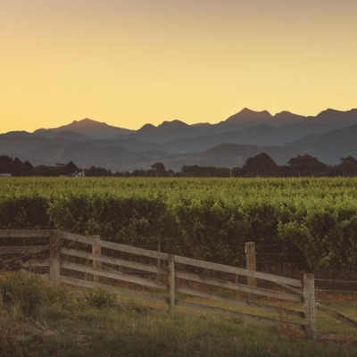 Wooden farm fence in foreground with grapes and vines behind, with Richmond Ranges in background at dusk