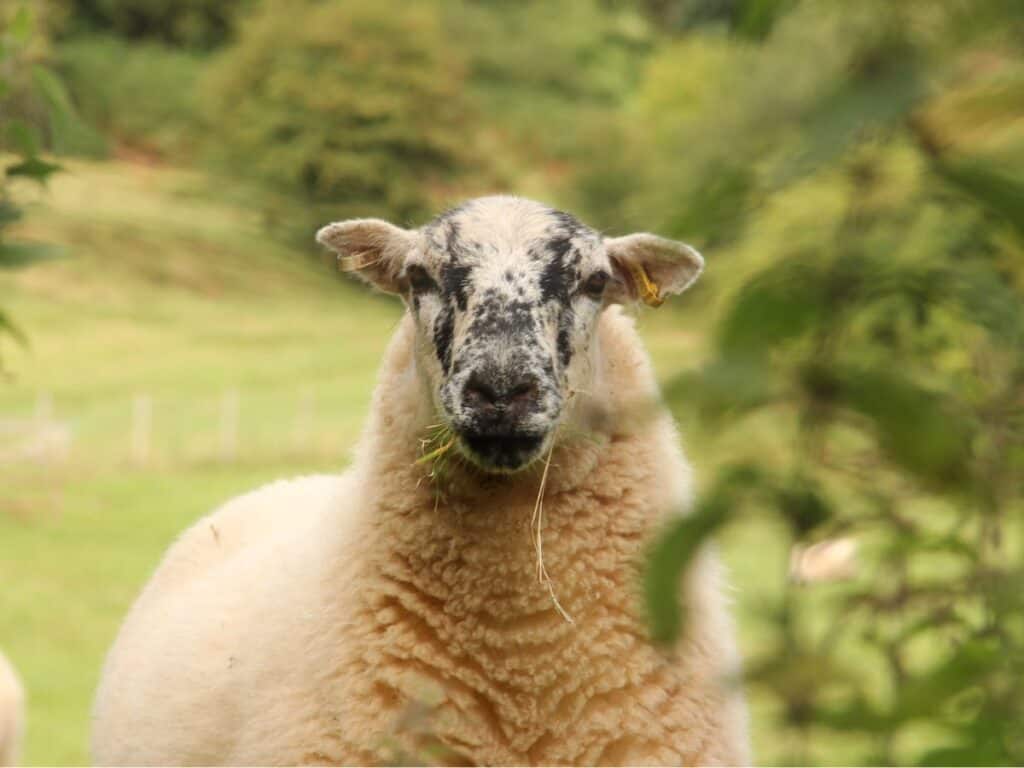Wild Camping: The Complete Beginner's Guide (2025) 7 Caught camping by a sheep