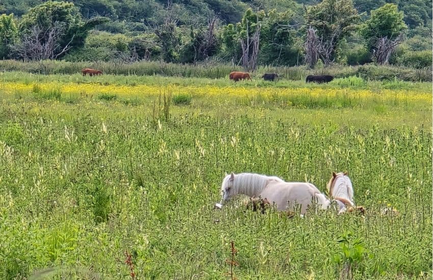 Wildlife Cuckmere Haven