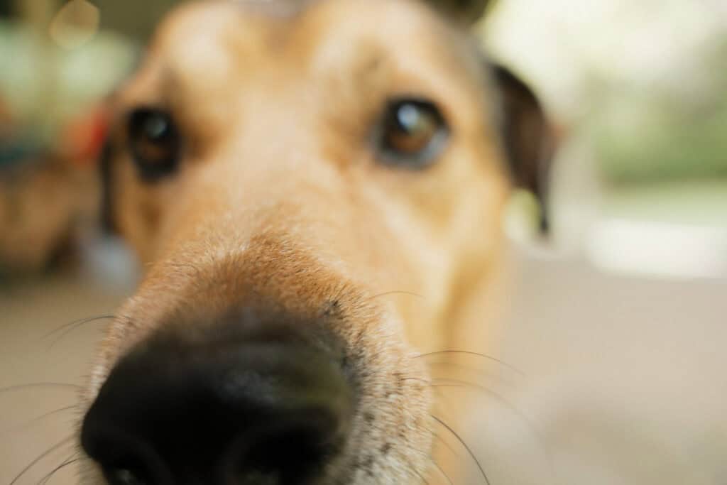 Close-up of a dog at Still Waters retreat, highlighting relaxation and companionship.