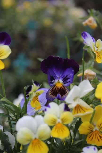 Viol blomster i forskellige farver.