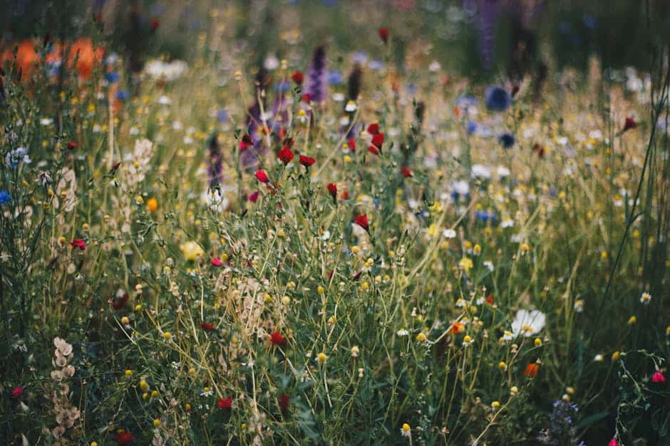 Vilde blomster i en blomstereng med farverige blomster og grønne blade.
