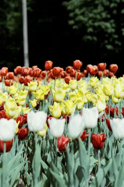 Farverige tulipaner i rød, hvid og gul i blomsterbed.