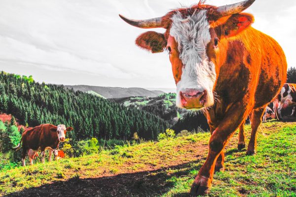 Hello (Retro Version)