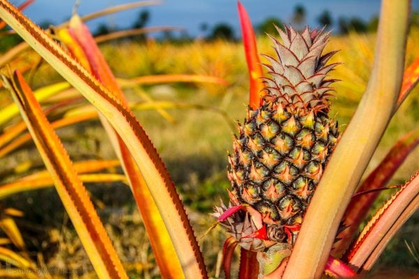 Fresh pineapple in the wild Part