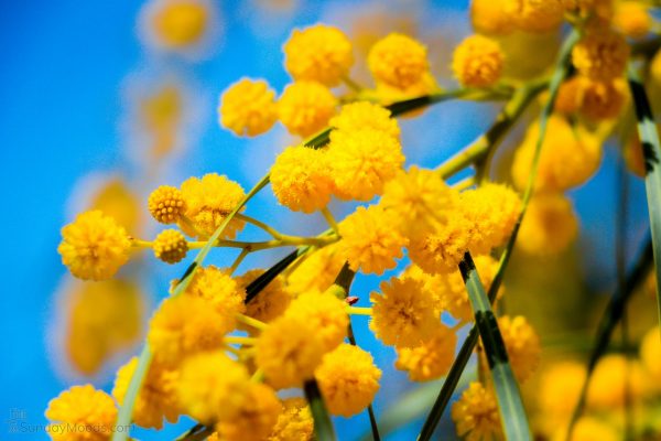 Malta Mimosa (Exhibit Edition)