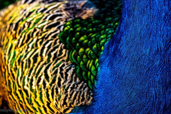 Peacock