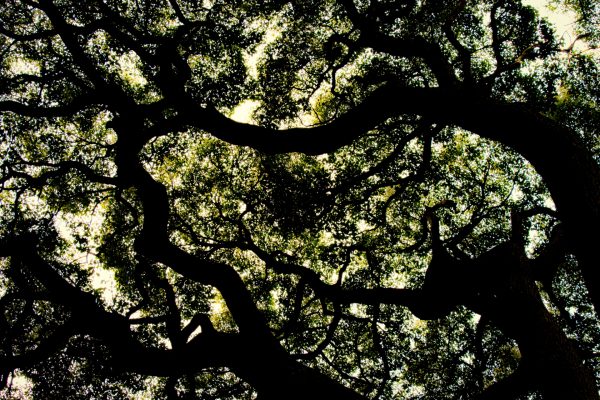 A Forest River from Below