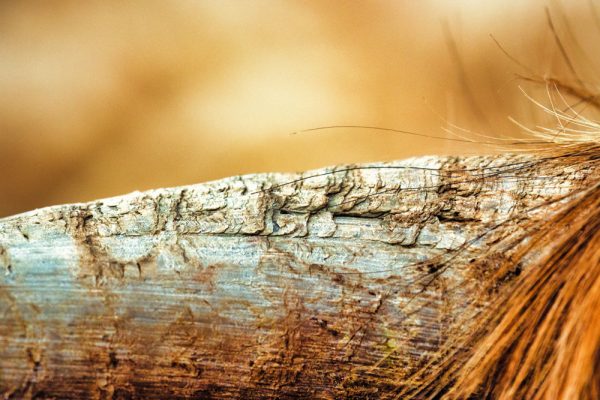 Scotland's Highland Cowhorn