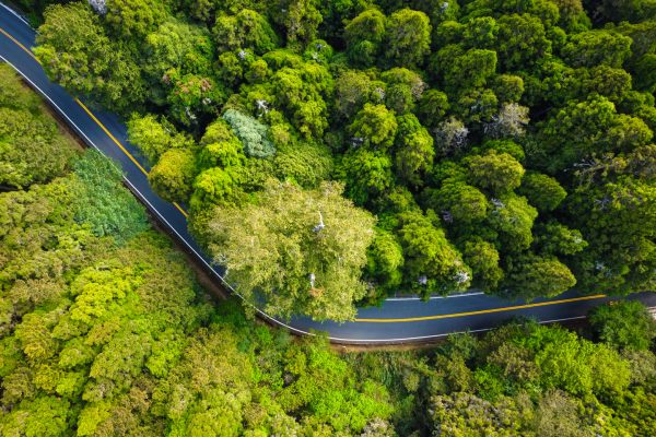 Above the old Giant Cypress