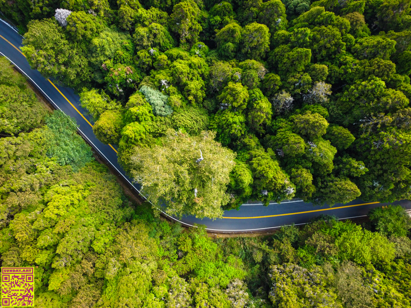 Above the old Giant Cypress