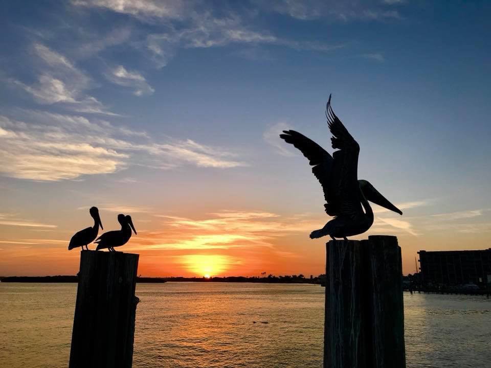 pelicans on pilings in stpetersburg