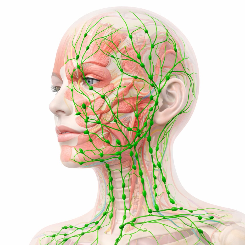 the muscles and lymphatic system of the face