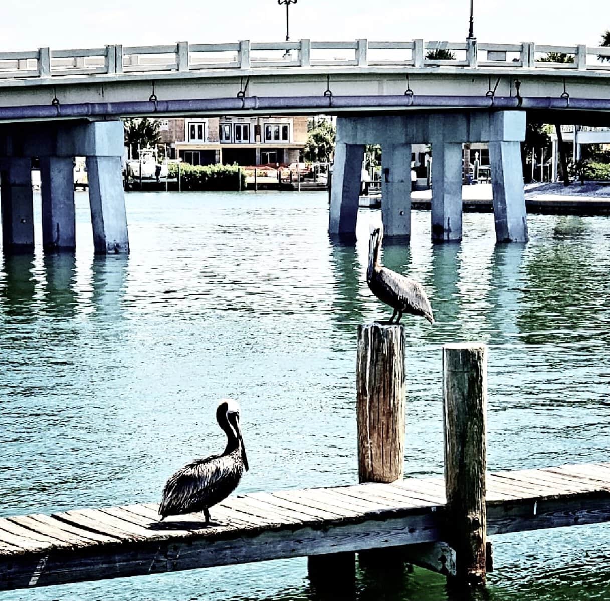 Two brown pelicans resting on a weathered dock along a calm waterway in St. Petersburg, Florida.