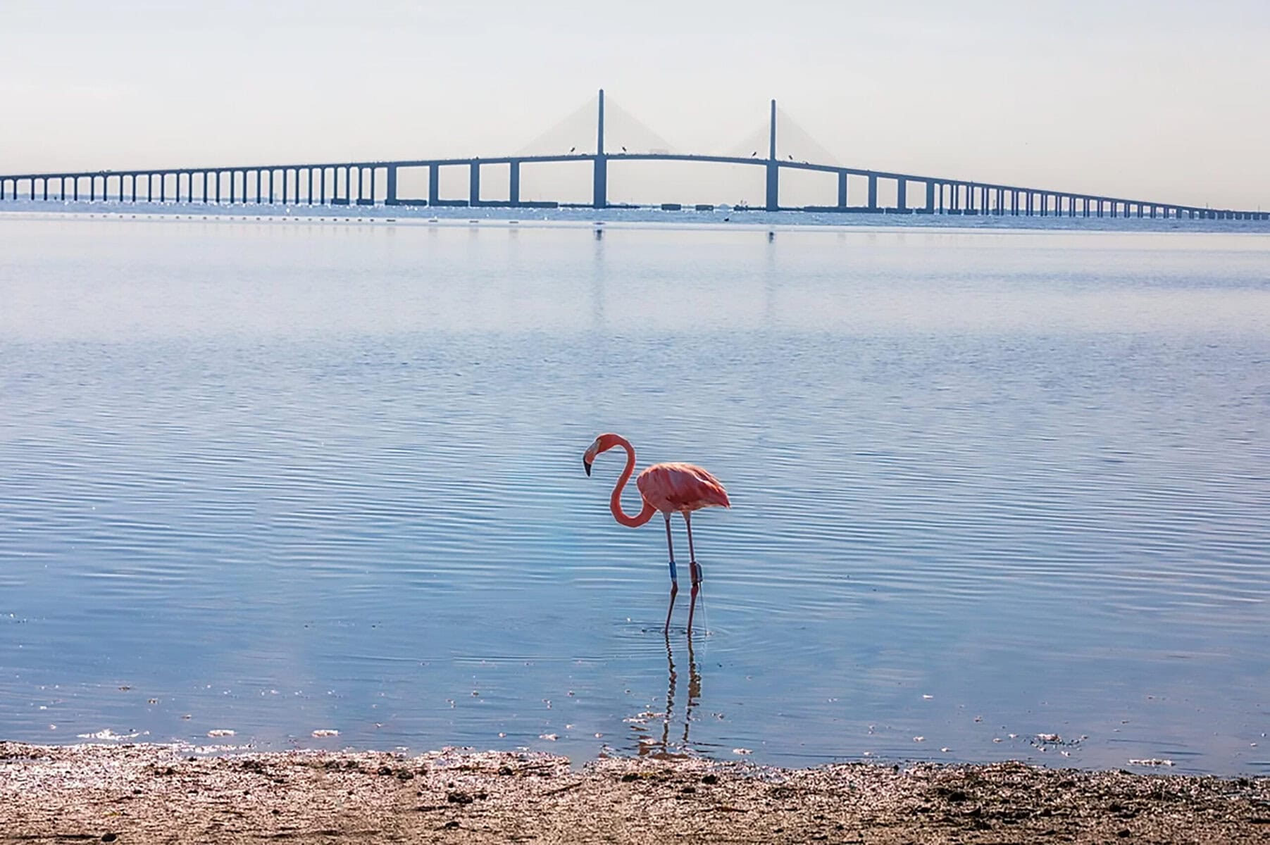 Peaches the flamingo wading in Tampa Bay, with the Sunshine Skyway Bridge behind her.