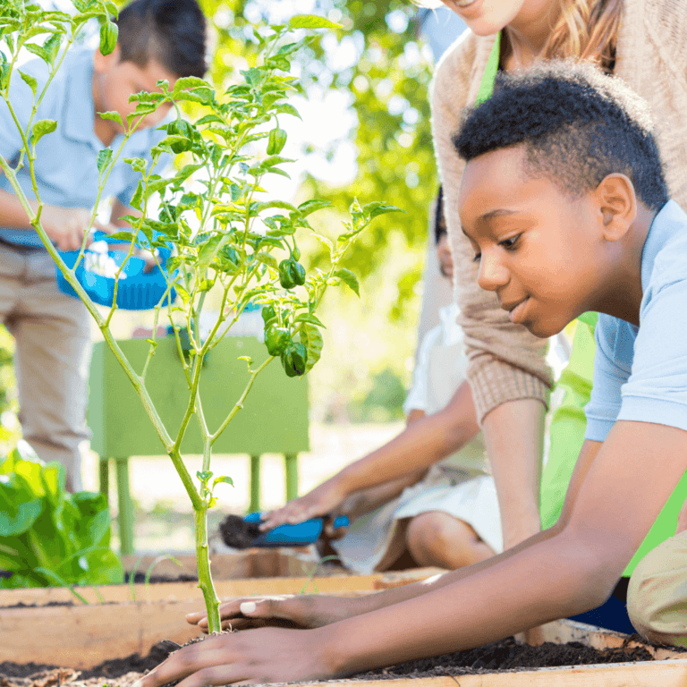 A child planting a plant in school garden as a sustainability project.